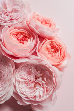 Pembe tatil kavramına güller, fotokopi alanı olan tebrik kartları..