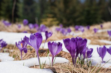 Karla kaplı güzel bahar manzarası ve safran çiçekleri, doğaya yakın, Karpatlar, Ukrayna
