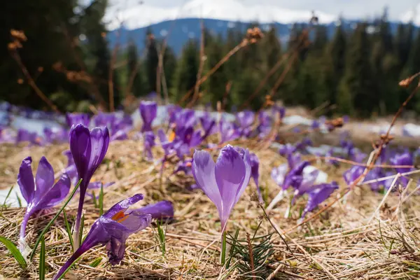 Beautiful spring landscape with snow and saffron flowers, close to nature, Carpathians, Ukraine