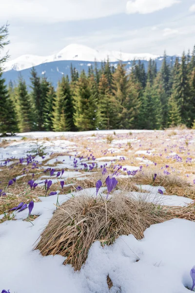 Beautiful spring landscape with snow and saffron flowers, close to nature, Carpathians, Ukraine