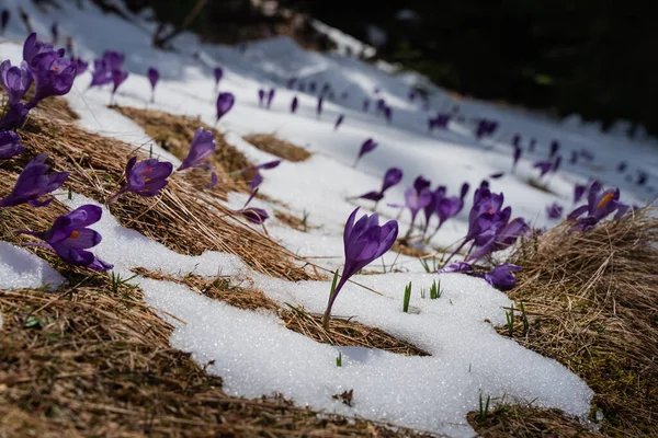 Vackert Vårlandskap Med Snö Och Saffran Blommor Nära Naturen Karpaterna Stockfoto