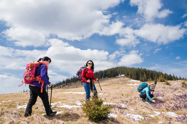 Група Жінок Мандрівників Рюкзаками Відпочивають Горах Під Час Цвітіння Шафрану Ліцензійні Стокові Фото