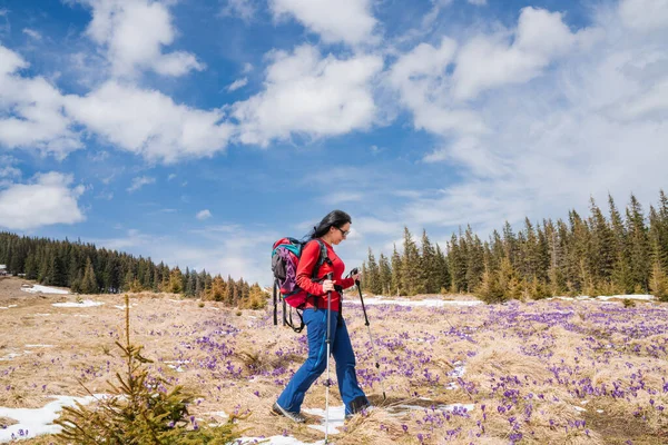 Kobieta Turysta Cieszy Szafran Kwitnący Karpatach Wczesną Wiosną Podczas Podróży Zdjęcie Stockowe