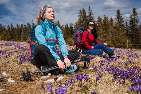 Kvinnor Med Ryggsäckar Njuter Saffran Blommar Tidigt Våren Vandringen Stockfoto