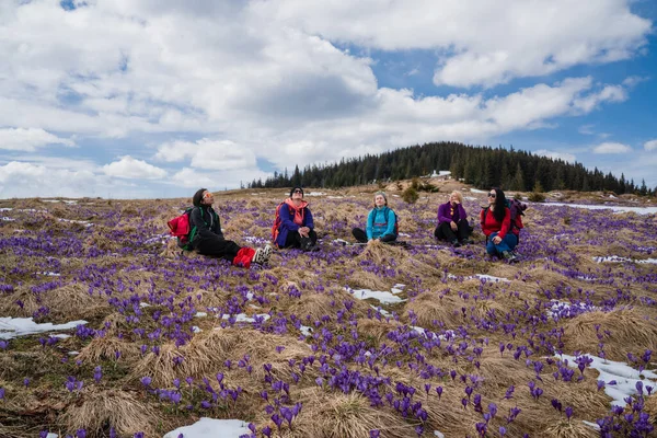 Група Жінок Мандрівників Рюкзаками Відпочивають Горах Під Час Цвітіння Шафрану Ліцензійні Стокові Зображення