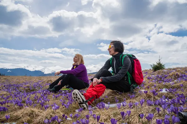 Жінки Рюкзаками Насолоджуються Шафраном Цвіте Ранньою Весною Під Час Походів Ліцензійні Стокові Фото