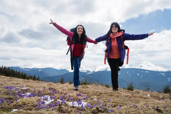 Дві Подружки Розважаються Насолоджуються Шафраном Цвіте Ранньою Весною Горах Ліцензійні Стокові Зображення
