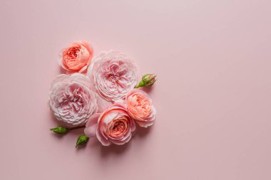 Tasarım için pembe arka planda David Austin gülleri. Tatil kutlaması konsepti. Metin ve üst görünüm için kopyalama alanı olan tebrik kartı