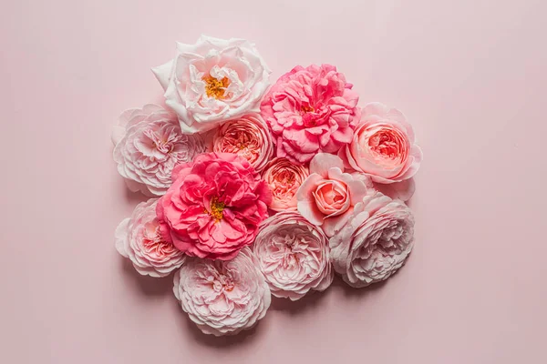 David Austin Τριαντάφυλλα Στο Ροζ Φόντο Για Σχεδιασμό Έννοια Εορτασμού Εικόνα Αρχείου