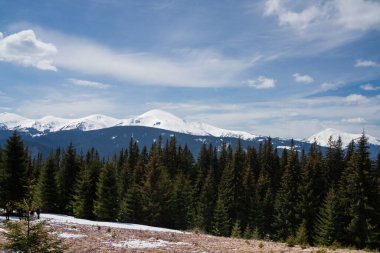 Karla kaplı güzel bahar manzarası ve safran çiçekleri, doğaya yakın, Karpatlar, Ukrayna