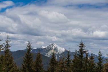 Çam ağaçları, karla kaplı dağlar, Karpatlar ve Ukrayna ile güzel bahar manzarası