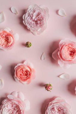 Tasarım için pembe arka planda David Austin gülleri. Tatil kutlaması konsepti. Metin ve üst görünüm için kopyalama alanı olan tebrik kartı