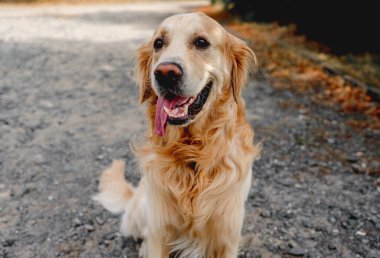 Golden Retriever köpeği dışarıda çimenlerde dinleniyor. Safkan köpek labradoru. Tonik dışarıda, doğada yatıyor.