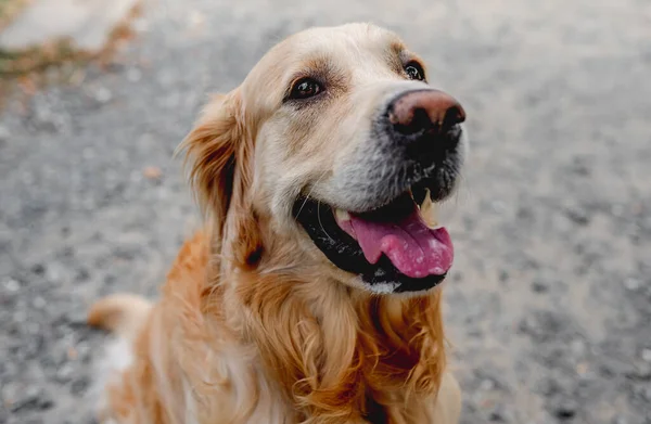 Golden Retriever Dog Sitting Street Looking Back Purebred Pet Doggy — Photo