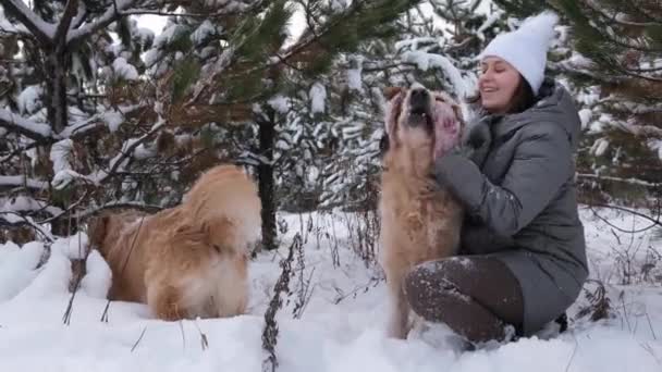 Menina Senta Com Dois Cães Golden Retriever Floresta Inverno Abraçando — Vídeo de Stock