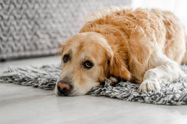 Golden retriever dog lying on fluffy carpet at home. Adorable pet doggy in light room looking at camera