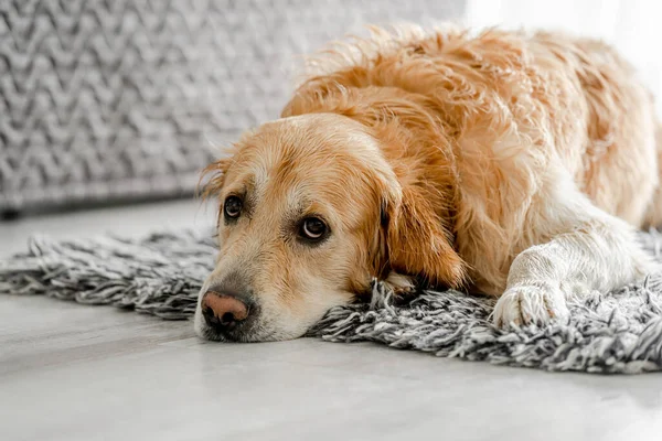 Golden Retriever Dog Lying Fluffy Carpet Home Adorable Pet Doggy — Stockfoto