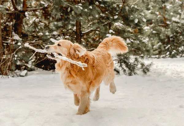Golden Retriever Perro Invierno Corriendo Nieve Con Tonque Out Linda —  Fotos de Stock