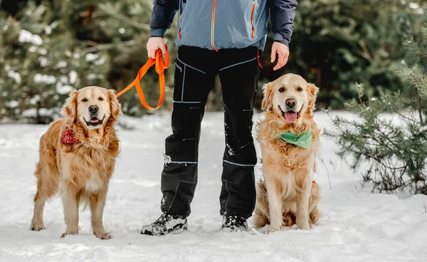 Golden Retriever Honden Winter Met Man Eigenaar Sneeuw Man Met — Stockfoto