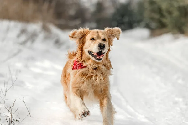 金毛猎犬在冬天的雪地里散步 自然寒冷天气下可爱的纯种宠物狗拉布拉多犬 — 图库照片