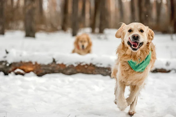 Golden Retriever Dogs Running Winter Time Snow Playing Each Other — Stok fotoğraf