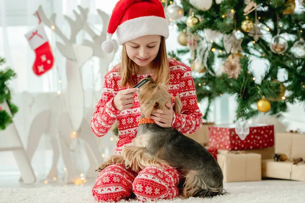 Niña Peinando Perro Pelo Sentado Suelo Con Árbol Navidad Fondo —  Fotos de Stock