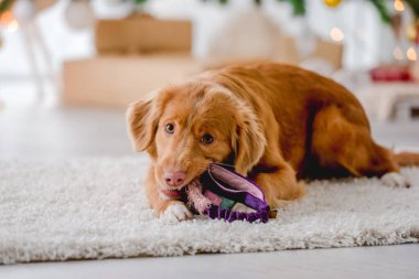 Yılbaşı zamanı Toller Retriever köpeği evde oyuncakla yerde yatıyor. Yeni yıl dekorasyonu ve ışıkları da var. Köpekçik ve Xmas atmosferi