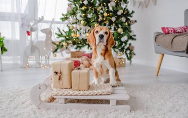 Noel zamanı evde kızağın üzerinde oturan av köpeği. Yeni yıl için dekorasyon ve hediyelerle. Köpek yavrusu ve sihirli Xmas atmosferi Ağaç ve ışıklarla