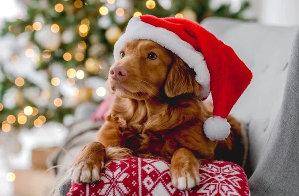 Собака Toller Retriever Рождественское Время Шляпе Санта Клауса Лежит Дома — стоковое фото