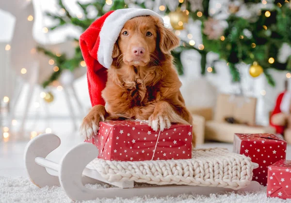 Noel zamanı Noel Baba şapkası takan Toller Retriever köpeği evde kızağın üzerinde duruyor. Yeni yıl için süslenmiş ve hediyeler sunuyor. Köpek yavrusu ve sihirli Xmas atmosferi