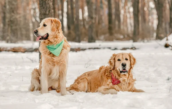 Золотистые Ретривер Собаки Сидят Зимнее Время Снегу Наслаждаются Прогулкой Вместе — стоковое фото