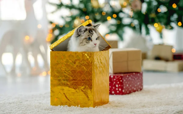 Кошка Рождество Сидит Внутри Подарочной Коробки Комнате Украшенной Елкой Чистокровный — стоковое фото