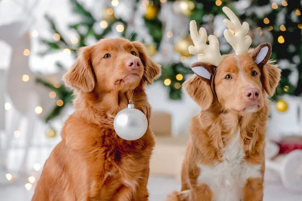 Dois Cães Toller Retriever Época Natal Usando Chifres Veado Segurando — Fotografia de Stock