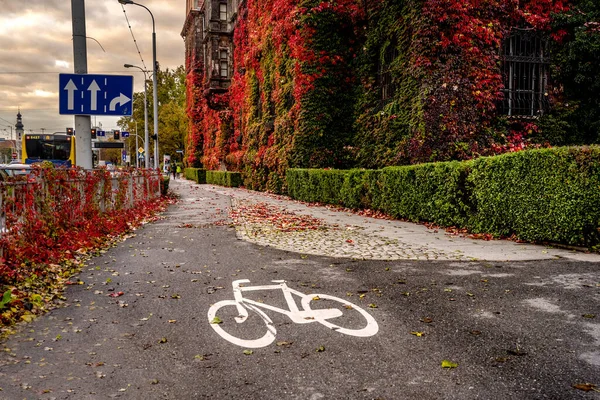 Fietsroute Herfst Met Witte Lijn Geel Omgevallen Bladeren Weg — Stockfoto