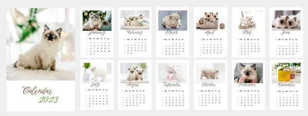 Fotónaptár 2023 Aranyos Macskák Éves Tervezői Sablon Macskás Macskaállatokkal — Stock Fotó