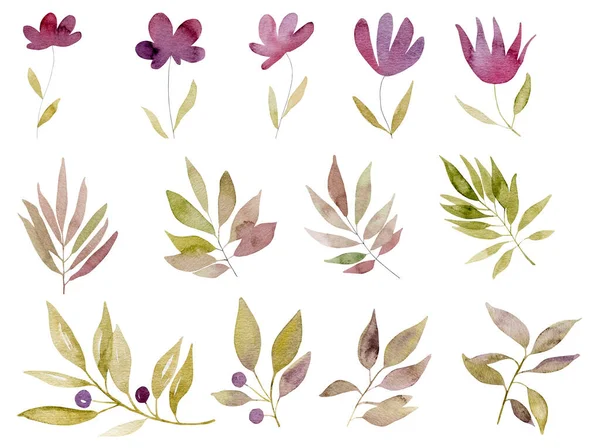 Acuarela Botánica Dibujado Mano Flores Plantas Conjunto Dibujos Florales Aquarelle —  Fotos de Stock