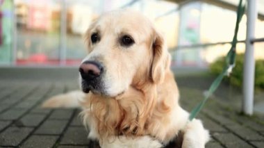 Golden Retriever açık hava portresi. Yakın plan. Safkan köpek labrador etrafa bakıyor ve dışarıda caddede bekliyor.
