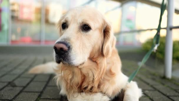 Golden Retriever Perro Aire Libre Retrato Primer Plano Pura Raza — Vídeos de Stock