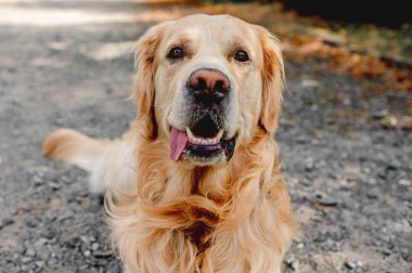 Golden retriever dog lies and waiting for the owner near the store with tonque out and looking back. Purebred pet doggy labrador outdoors at city