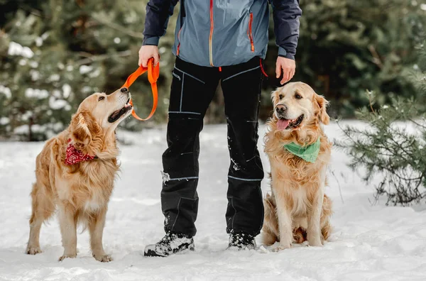 Golden Retriever Honden Winter Met Man Eigenaar Sneeuw Man Met — Stockfoto