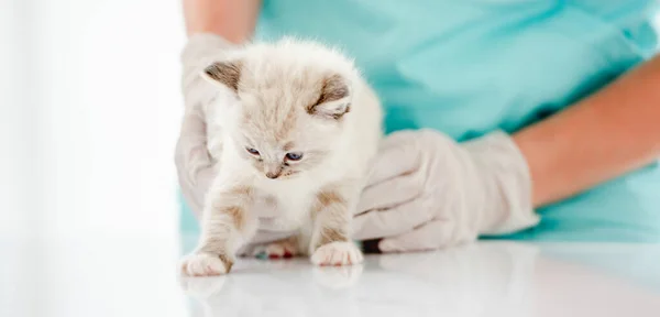 Closeup Portrait Cute Furry Ragdoll Kitten Standing Medical Table Examining — Stock Photo, Image
