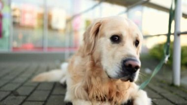 Golden Retriever açık hava portresi. Yakın plan. Safkan köpek labrador etrafa bakıyor ve dışarıda caddede bekliyor.