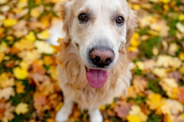 Golden retriever köpeği sonbahar parkında dinleniyor. Safkan köpek labradoru. Tonik dışarıda, doğada yatıyor.