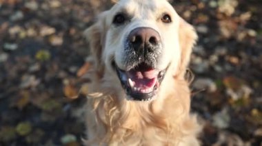 Sarı yaprakların üzerinde yatan Golden Retriever köpeği. Sonbahar portresi. Yakın plan. Sonbahar sezonunda parkta safkan köpek labradoru.