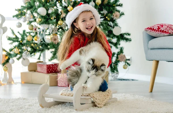Child Girl Holding Ragdoll Cat Christmas Time Sitting Sled Smiling —  Fotos de Stock