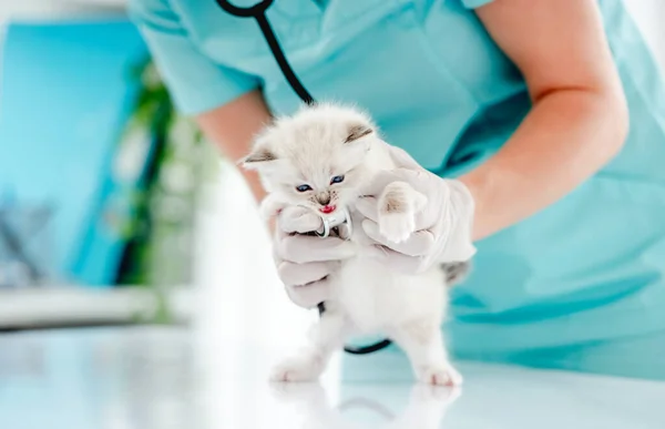 Woman Veterinarian Holding Cute Ragdoll Kitten Medical Care Examining Vet — Stock Photo, Image