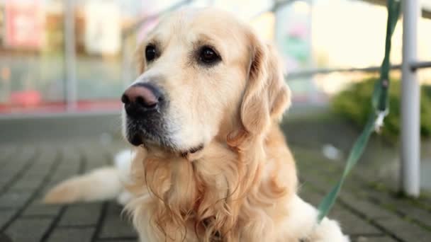 Golden Retriever Hund Freien Portrait Nahaufnahme Reinrassiger Hunde Labrador Der — Stockvideo