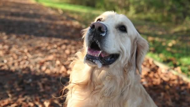 Zlatý Retrívr Pes Ležící Žlutých Listech Venku Podzimní Portrét Detailní — Stock video