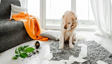 Golden retriever köpeği oturma odasında tuvalet kağıdıyla oynuyor ve kameraya bakıyor. Safkan köpek evcil hayvanı kağıt mendille ve ev bitkisiyle ortalığı karıştırıyor.