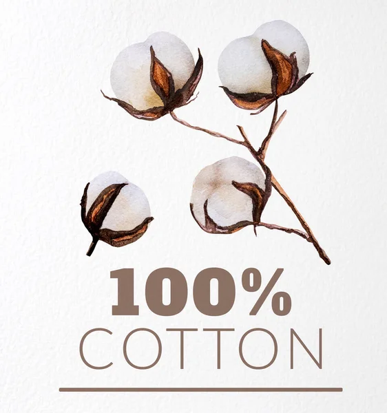 Delicate Cotton Bud Flowers Watercolor Drawing Text Organic Design Botanical — Stockfoto